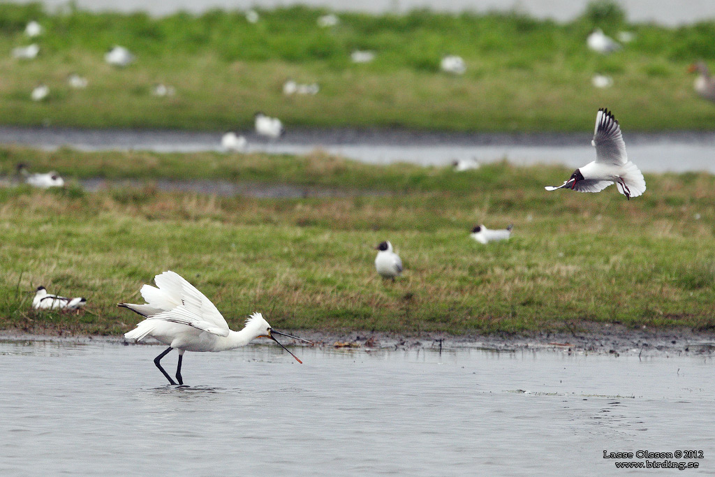 SKEDSTORK / EURASIAN SPOONBILL (Platalea leucorodia) - Stng / Close