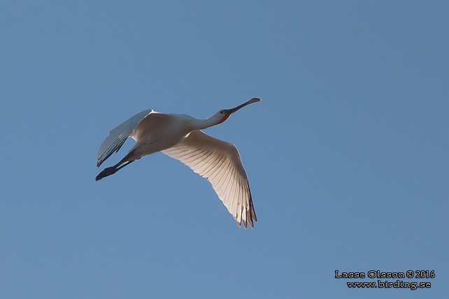 SKEDSTORK / EURASIAN SPOONBILL (Platalea leucorodia) - stor bild / full size