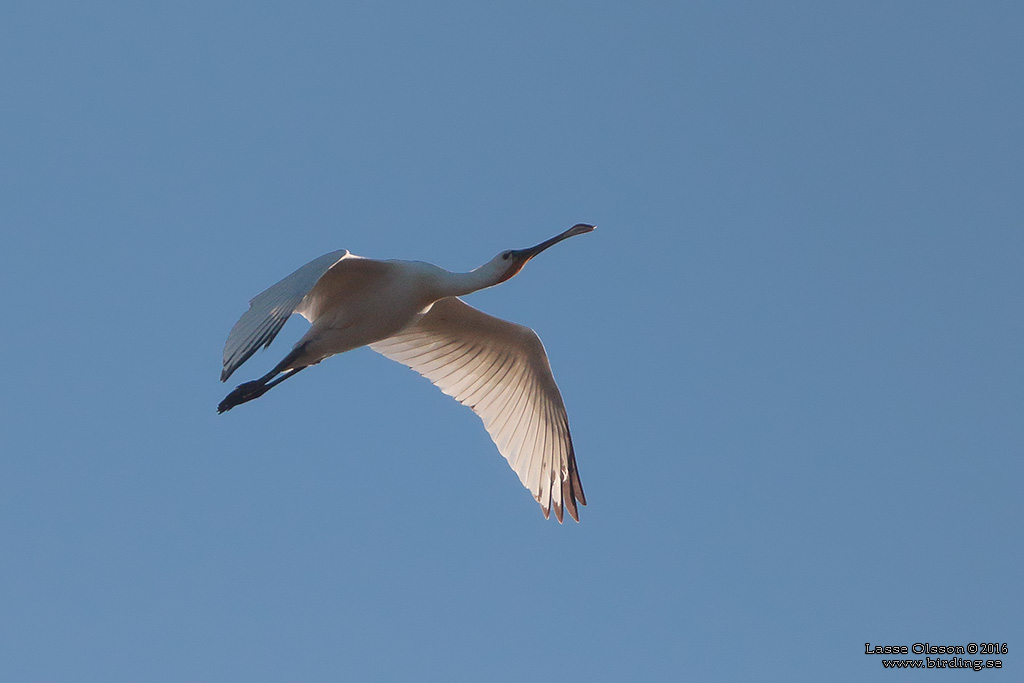 SKEDSTORK / EURASIAN SPOONBILL (Platalea leucorodia) - Stng / Close