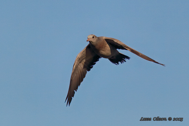 SKOGSDUVA / STOCK DOVE (Columba oenas)