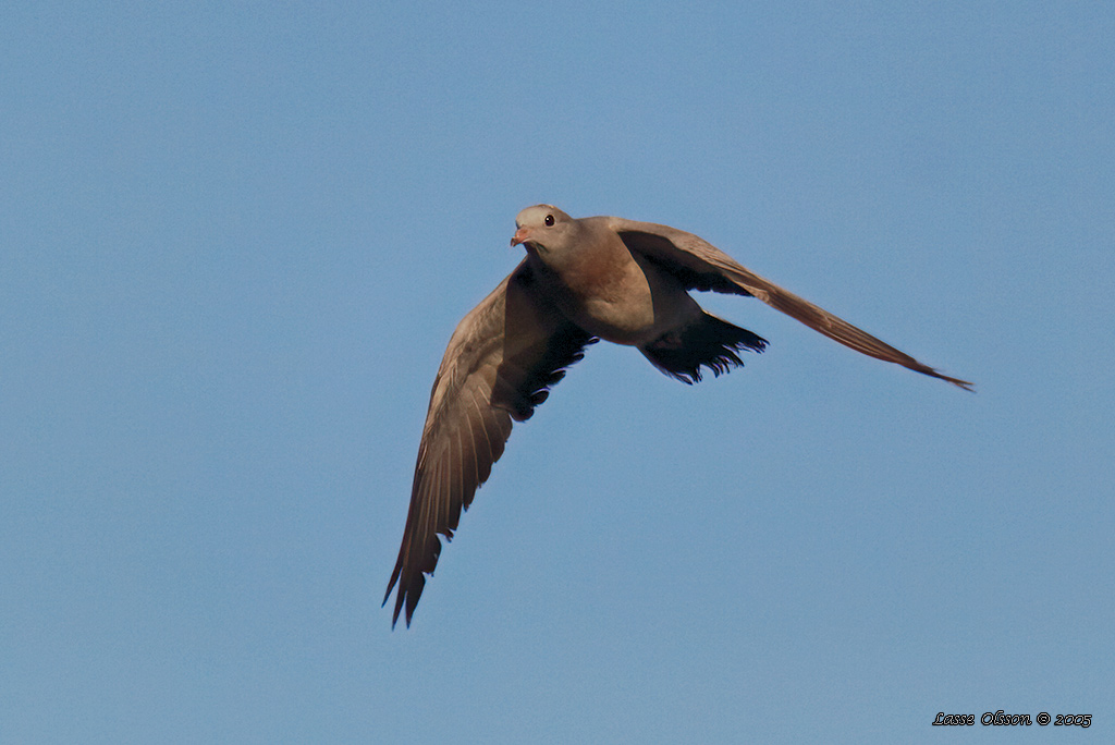 SKOGSDUVA / STOCK DOVE (Columba oenas) - Stäng / Close