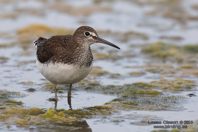 SKOGSSNPPA / GREEN SANDPIPER (Tringa ochropus) - stor bild / full size