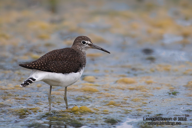 SKOGSSNPPA / GREEN SANDPIPER (Tringa ochropus) - stor bild / full size