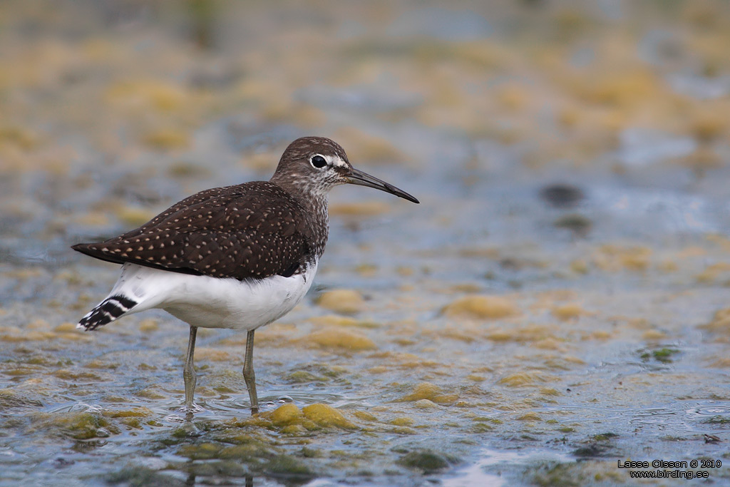 SKOGSSNPPA / GREEN SANDPIPER (Tringa ochropus) - Stng / Close