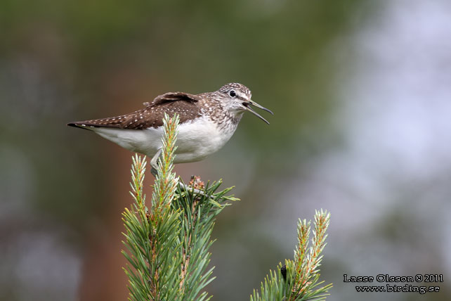 SKOGSSNÄPPA / GREEN SANDPIPER (Tringa ochropus) - stor bild / full size