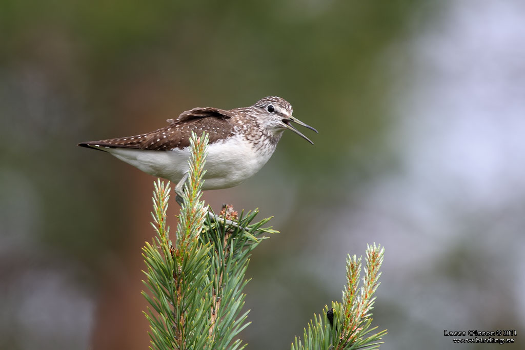 SKOGSSNPPA / GREEN SANDPIPER (Tringa ochropus) - Stng / Close