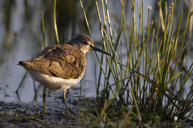 SKOGSSNPPA / GREEN SANDPIPER (Tringa ochropus) - stor bild / full size