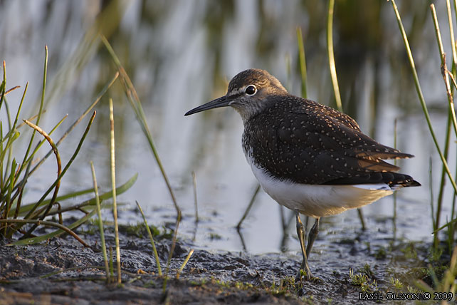 SKOGSSNPPA / GREEN SANDPIPER (Tringa ochropus) - stor bild / full size