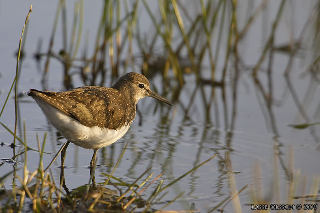 SKOGSSNPPA / GREEN SANDPIPER (Tringa ochropus) - stor bild / full size