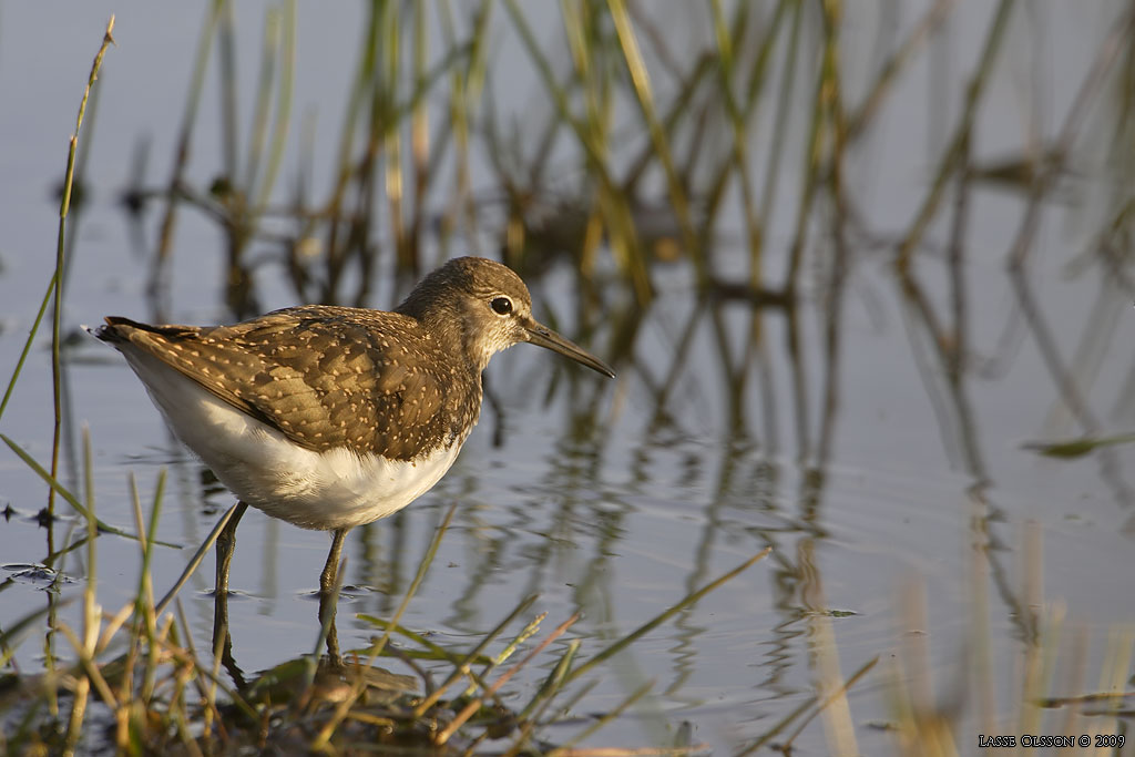 SKOGSSNPPA / GREEN SANDPIPER (Tringa ochropus) - Stng / Close