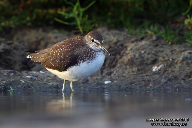 SKOGSSNÄPPA / GREEN SANDPIPER (Tringa ochropus) - stor bild / full size