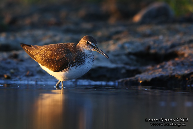 SKOGSSNÄPPA / GREEN SANDPIPER (Tringa ochropus) - stor bild / full size