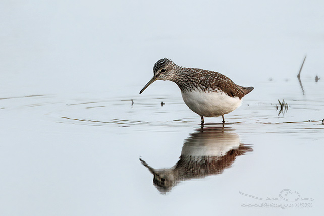 SKOGSSNÄPPA / GREEN SANDPIPER (Tringa ochropus) - stor bild / full size