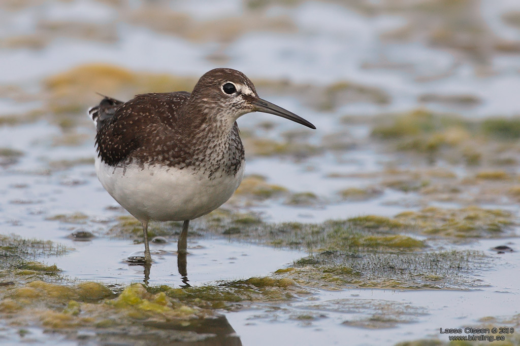 SKOGSSNPPA / GREEN SANDPIPER (Tringa ochropus) - Stng / Close