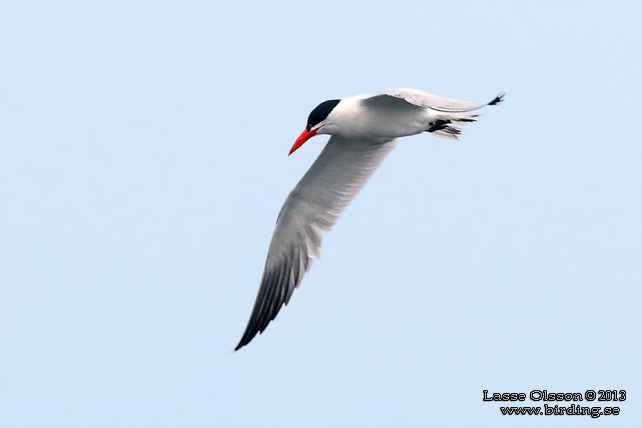 SKRÄNTÄRNA / CASPIAN TERN (Sterna caspia) - STOR BILD / FULL SIZE