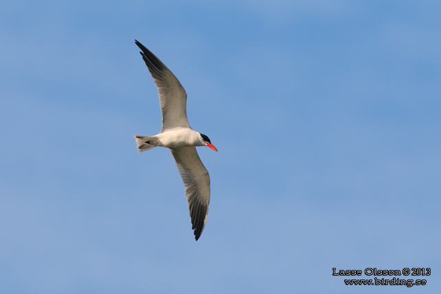 SKRÄNTÄRNA / CASPIAN TERN (Sterna caspia) - STOR BILD / FULL SIZE