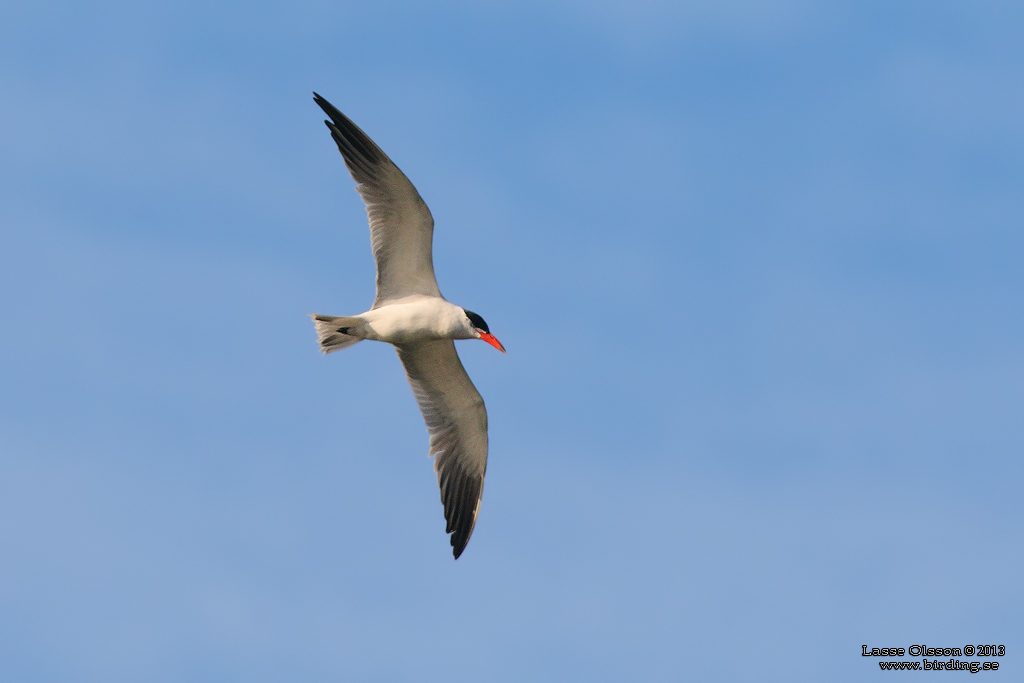 SKRNTRNA / CASPIAN TERN (Sterna caspia) - Stng / Close