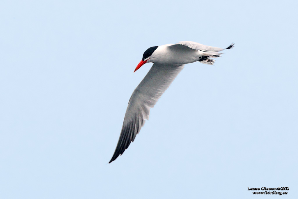 SKRNTRNA / CASPIAN TERN (Sterna caspia) - Stng / Close