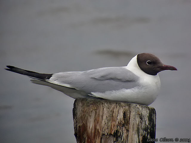 SKRATTMS / BLACK-HEADED GULL (Chroicocephalus ridibundus)