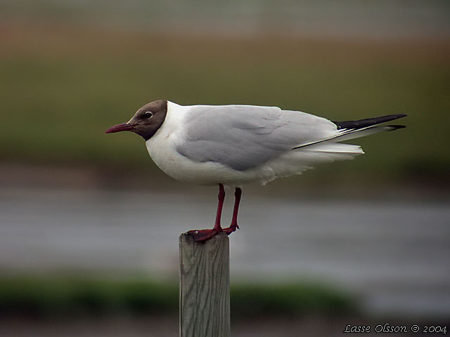 SKRATTMS / BLACK-HEADED GULL (Chroicocephalus ridibundus)