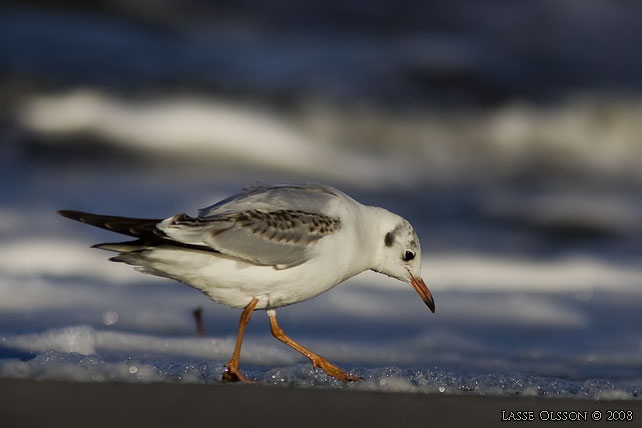 SKRATTMS / BLACK-HEADED GULL (Chroicocephalus ridibundus) - stor bild / full size