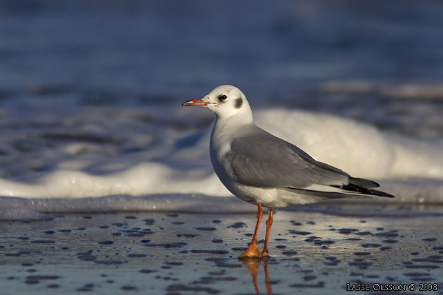 SKRATTMS / BLACK-HEADED GULL (Chroicocephalus ridibundus) - stor bild / full size