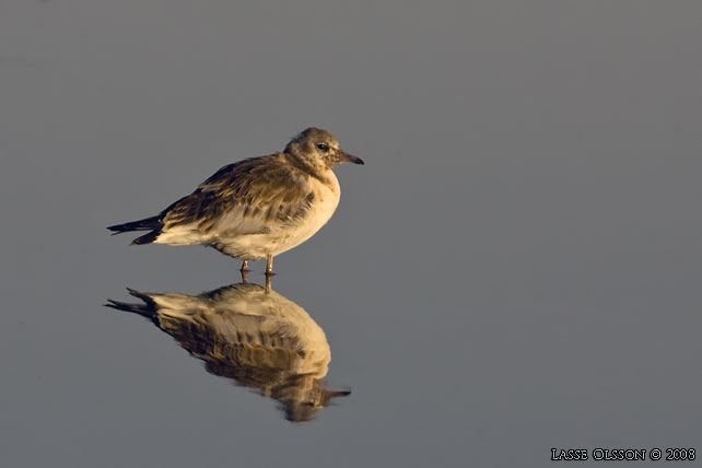 SKRATTMS / BLACK-HEADED GULL (Chroicocephalus ridibundus) - stor bild / full size