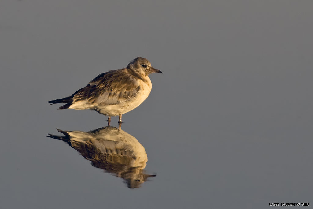 SKRATTMS / BLACK-HEADED GULL (Chroicocephalus ridibundus) - Stng / Close