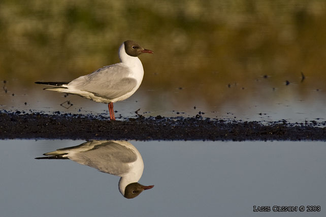 SKRATTMS / BLACK-HEADED GULL (Chroicocephalus ridibundus) - stor bild / full size