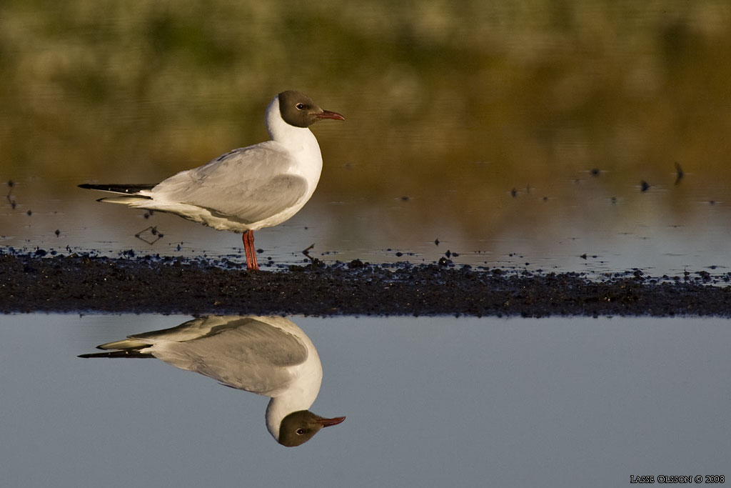 SKRATTMS / BLACK-HEADED GULL (Chroicocephalus ridibundus) - Stng / Close