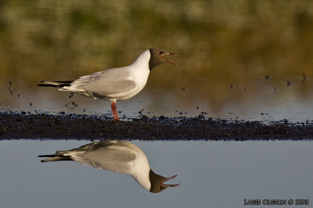 SKRATTMS / BLACK-HEADED GULL (Chroicocephalus ridibundus) - stor bild / full size