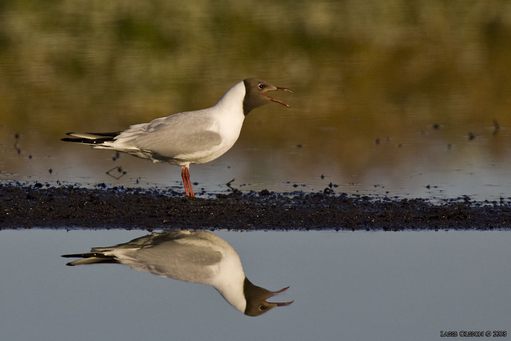 SKRATTMS / BLACK-HEADED GULL (Chroicocephalus ridibundus) - Stng / Close