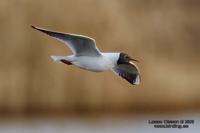 SKRATTMS / BLACK-HEADED GULL (Chroicocephalus ridibundus) - stor bild / full size