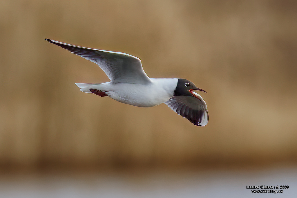 SKRATTMS / BLACK-HEADED GULL (Chroicocephalus ridibundus) - Stng / Close