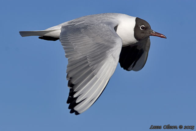 SKRATTMS / BLACK-HEADED GULL (Chroicocephalus ridibundus)