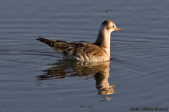 SKRATTMS / BLACK-HEADED GULL (Chroicocephalus ridibundus) - JUVENILE