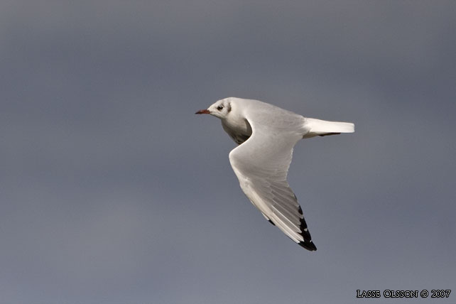 SKRATTMS / BLACK-HEADED GULL (Chroicocephalus ridibundus) - stor bild / full size