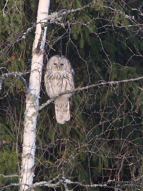 SLAGUGGLA / URAL OWL (Strix uralensis) - stor bild / full size