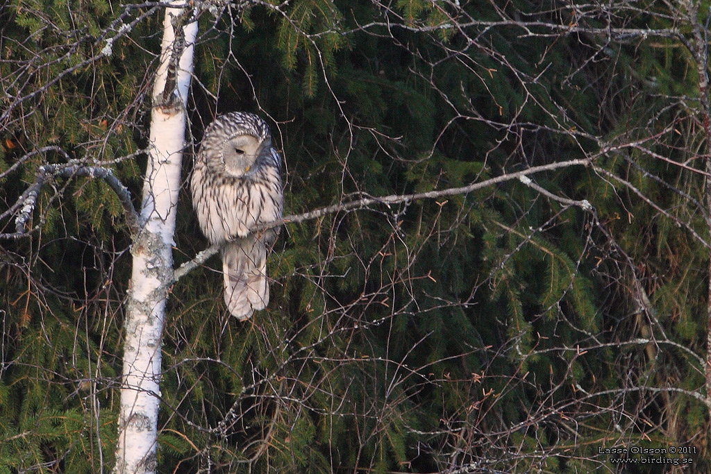 SLAGUGGLA / URAL OWL (Strix uralensis) - Stäng / Close