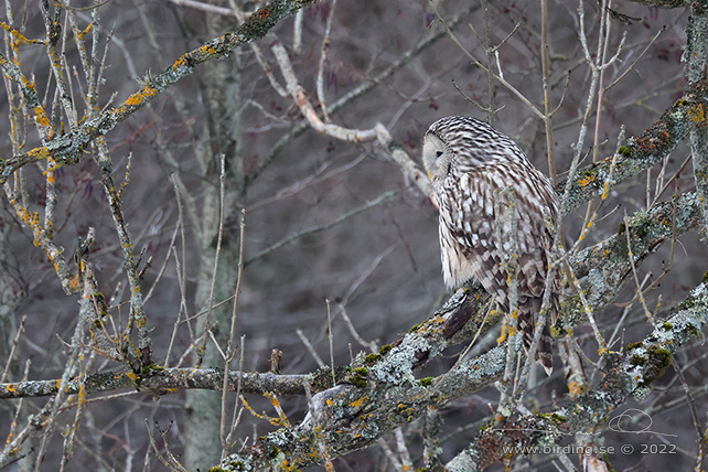 SLAGUGGLA / URAL OWL (Strix uralensis) - stor bild / full size