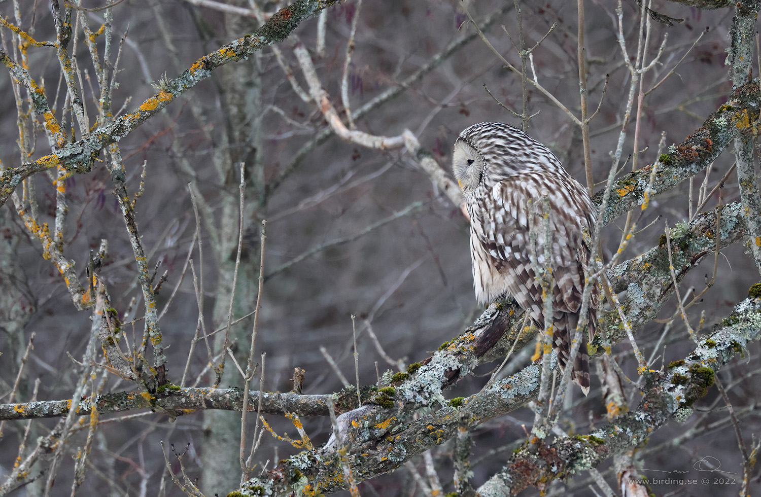 SLAGUGGLA / URAL OWL (Strix uralensis) - Stäng / Close