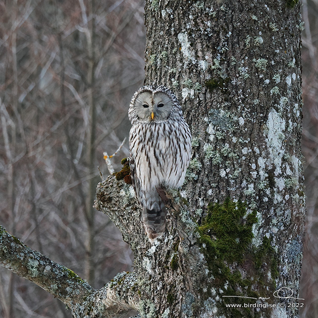 SLAGUGGLA / URAL OWL (Strix uralensis) - stor bild / full size