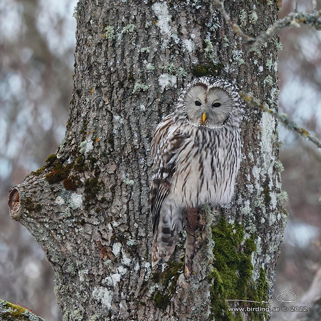 SLAGUGGLA / URAL OWL (Strix uralensis) - stor bild / full size