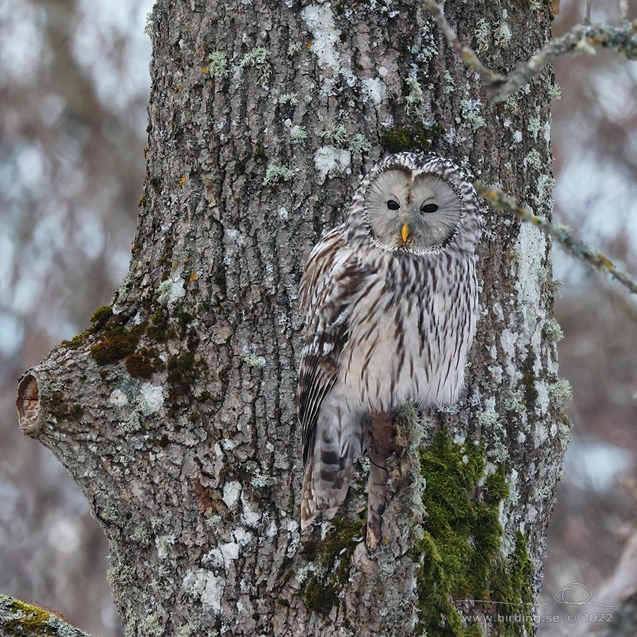 SLAGUGGLA / URAL OWL (Strix uralensis) - Stäng / Close