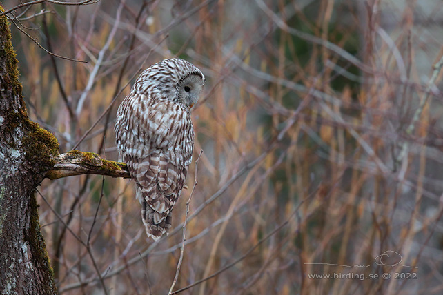 SLAGUGGLA / URAL OWL (Strix uralensis) - stor bild / full size