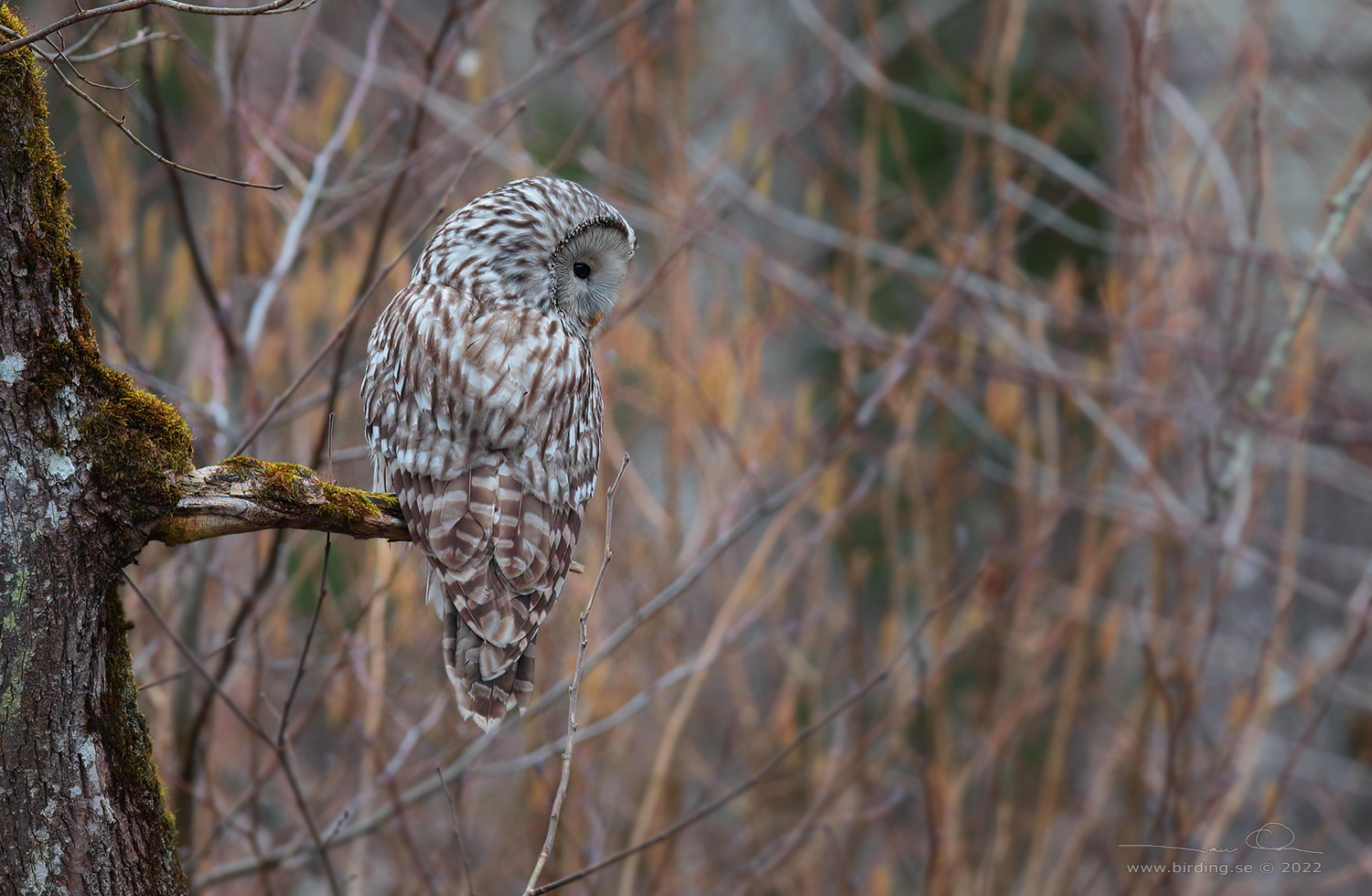 SLAGUGGLA / URAL OWL (Strix uralensis) - Stäng / Close