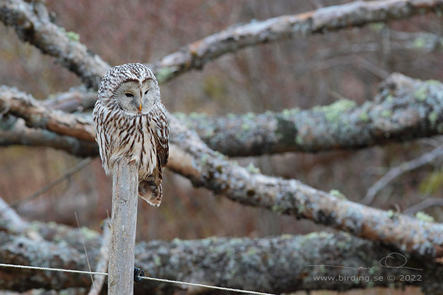 SLAGUGGLA / URAL OWL (Strix uralensis) - stor bild / full size