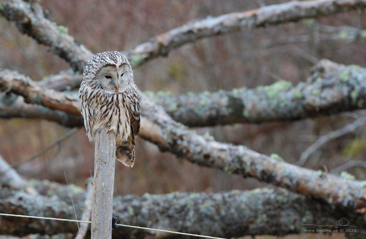 SLAGUGGLA / URAL OWL (Strix uralensis) - Stäng / Close