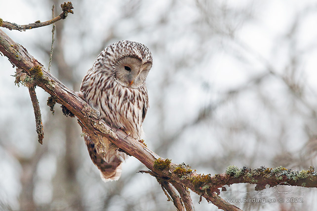 SLAGUGGLA / URAL OWL (Strix uralensis) - stor bild / full size