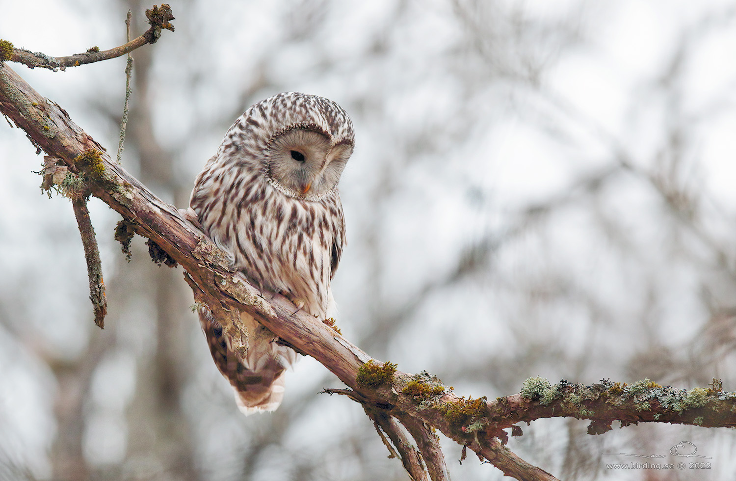 SLAGUGGLA / URAL OWL (Strix uralensis) - Stäng / Close